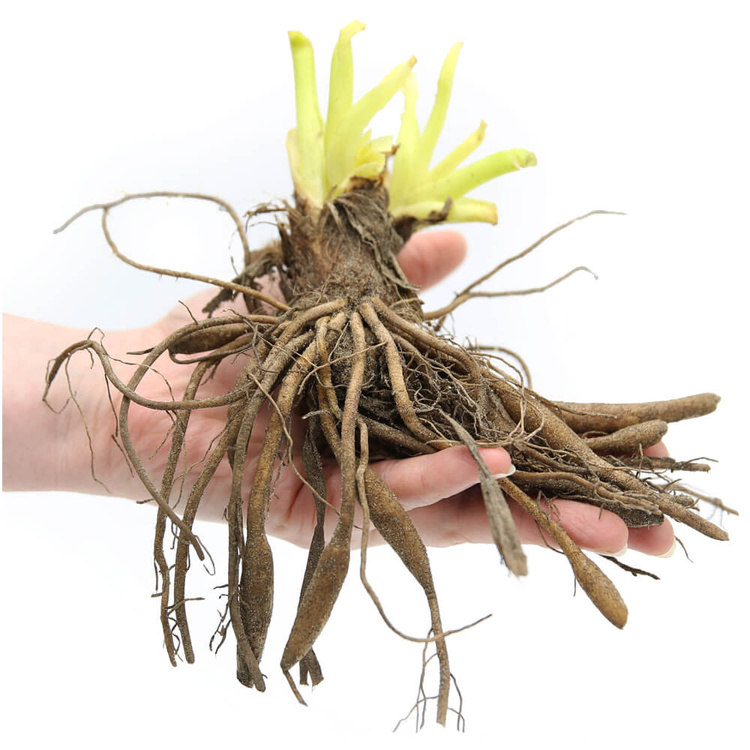 Taglilie Hemerocallis Milke Reed 1 st.