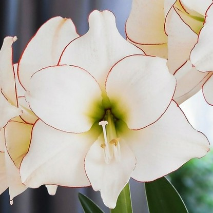 Rittersterne Hippeastrum Picotee 1 st.