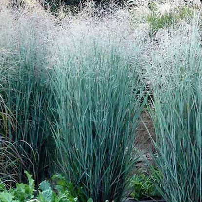 Rutenhirse Panicum Heavy Metal 1 st.