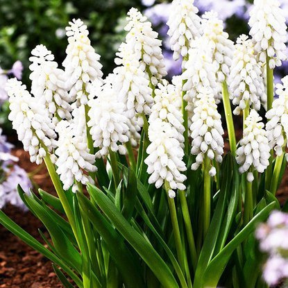 Traubenhyazinthe Muscari Armeniacum Venus 10 st.