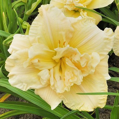 Taglilie Hemerocallis Schnickel Fritz 1 st.