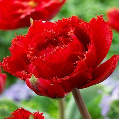 Crispa Gefüllte Tulpe Fiery Dream 5 st.