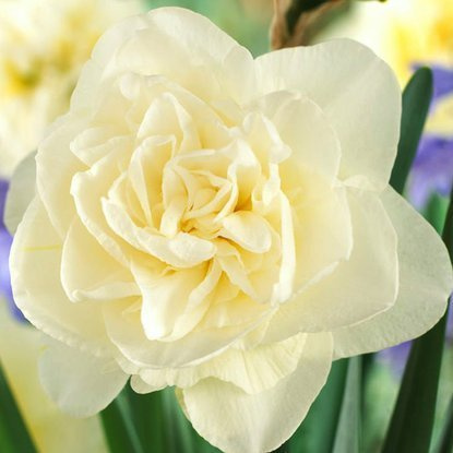 Gefüllte Narcissus Obdam 5 st.