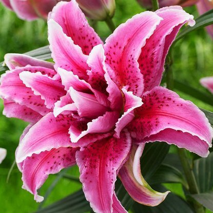 orientalische Lilie gefüllte Roselily Thalita 1 st.