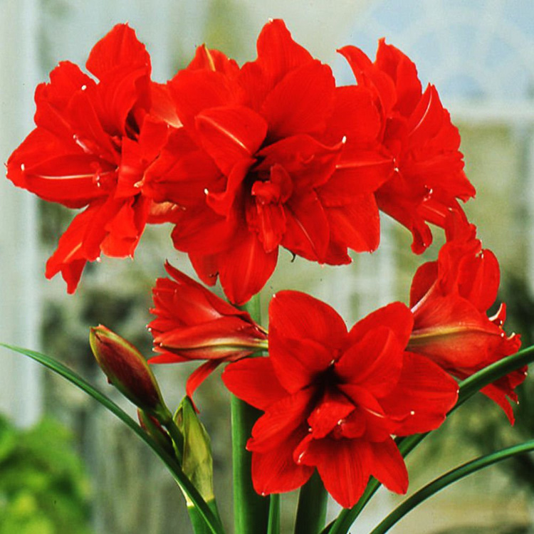 Rittersterne Hippeastrum Gefüllter Red Peacock 1 st.