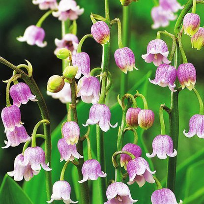 Maiglöckchen Convallaria majowa różówa 1 st.