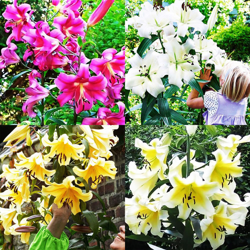 Tree Lilie XXL Zwiebeln Mischung 4 st.