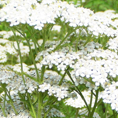 Schafgarbe weiß Achillea Millefolium 1 st.