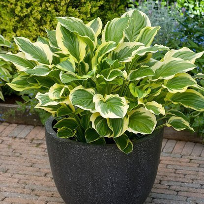 Funkie hosta So Sweet 1 st.