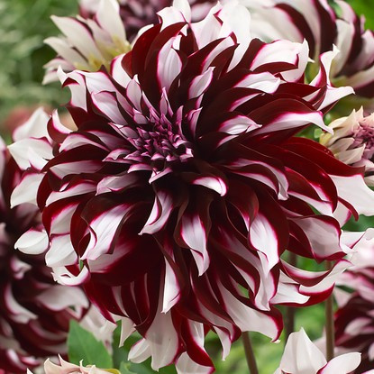 Dahlie Großblütige Tartan 1 st.