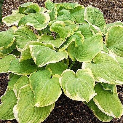 Funkie hosta Fragrant Bouquet 1 st.
