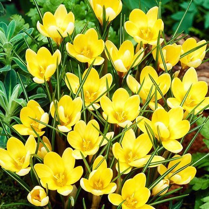 Krokusse Crocus Romance 10 st.