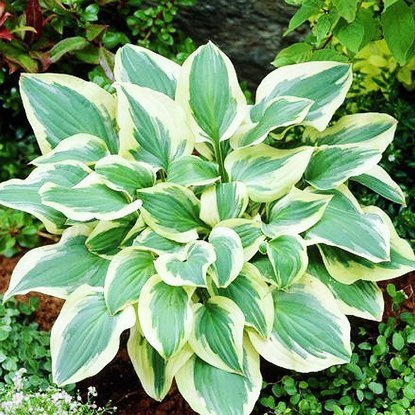Funkie hosta Pilgrim 1 st.