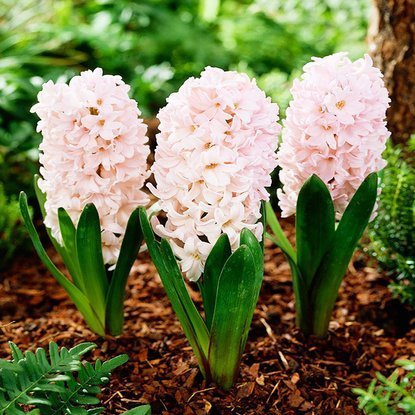 Präparierte Hyacinthus Apricot Passion 3 st.