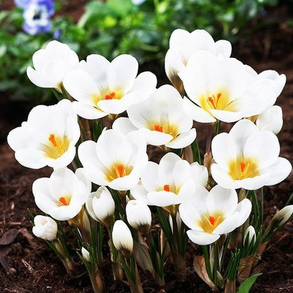 Krokusse Crocus Aubade 10 st.