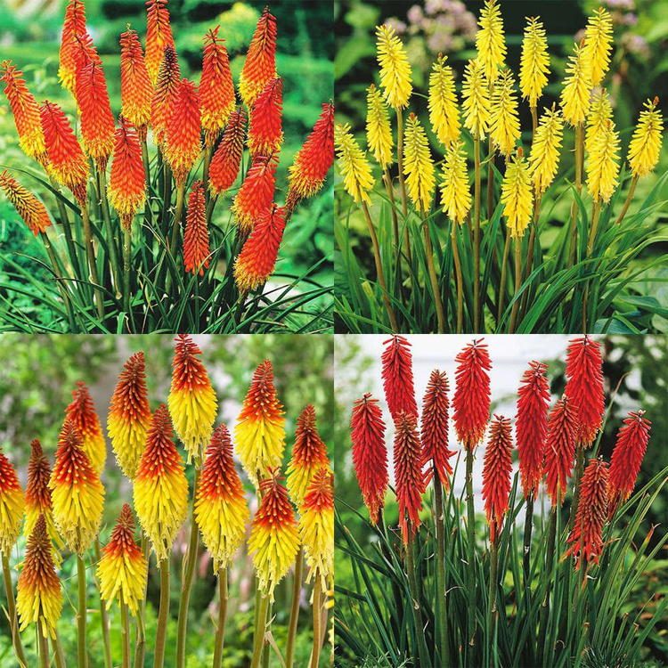  Kniphofia - Trytoma-Set 4-tlg.