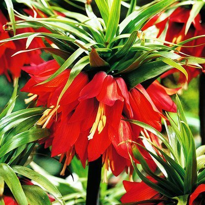 kaiserkrone schachbrettblume Rubra Maxima 1 st.