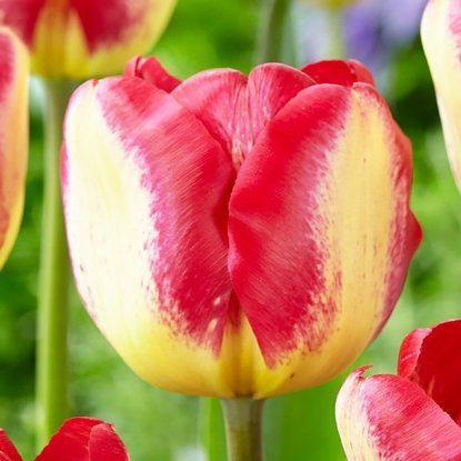 Triumph Tulpe Headline 5 st.