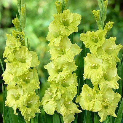Großblumige Gladiole Grün 5 st.