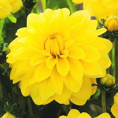 Dahlie Dekorativ Sunlady 1 st.