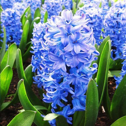 Präparierte Hyacinthus Chicago 3 st.