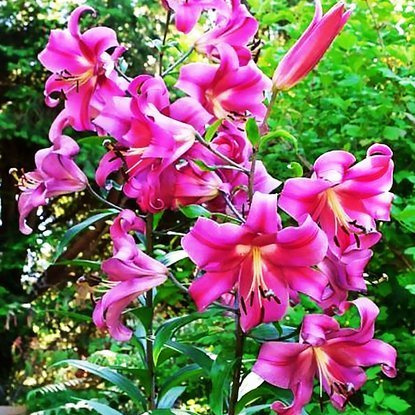 Tree Lilie XXL Zwiebeln Rosa 1 st.