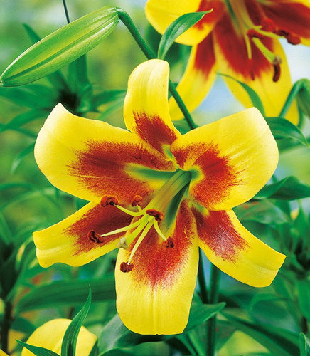 Tree Lilie Robert Swanson 1 st.