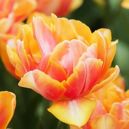 Gefüllte späte Tulpe Foxy Foxtot 5 st.