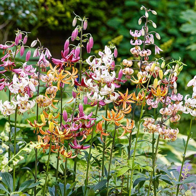 Martagon Lilie Martagon 3 st.