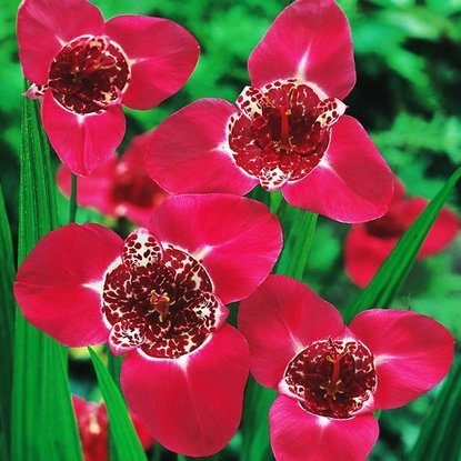 Tigerblumen Pfauenlilie Liacea 10 st.