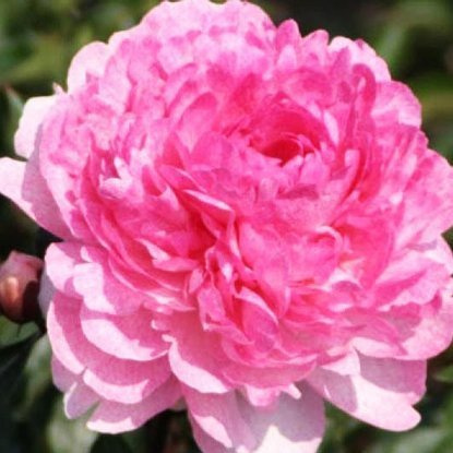 Pfingstrose Päonie The Fown 1 st.