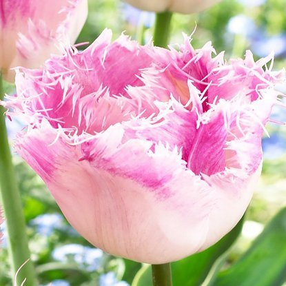 Crispa Tulpe Oviedo 5 st.