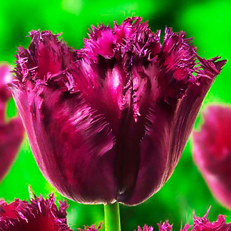 Crispa Tulpe Gorilla 5 st.