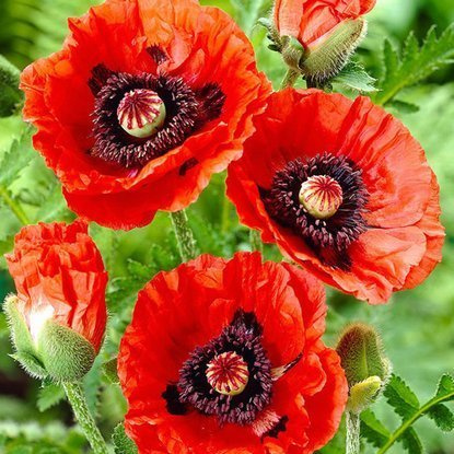 Mohn  Papaver Orientale Orientale 1 st.