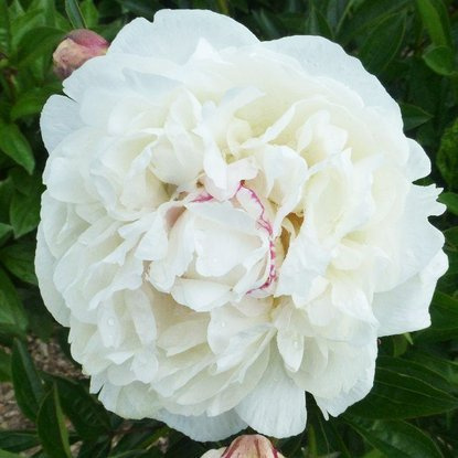Pfingstrose Gefüllte Päonie  Boule de Neige 1 st.