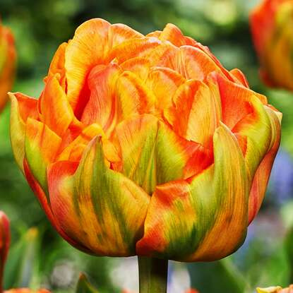 Gefüllte Tulpe Lorenzo 5 st.