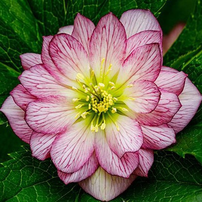 Christrose Helleborus Double Ellen Picotee 1 st.