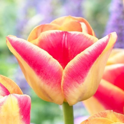 Triumph Tulpe Candy Corner 5 st.