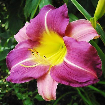 Taglilie Hemerocallis Blue Sheen 1 st.
