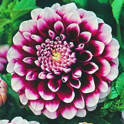 Dahlie Dekorativ Edinburgh 1 st.