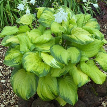 Funkie hosta Stained Glass 1 st.