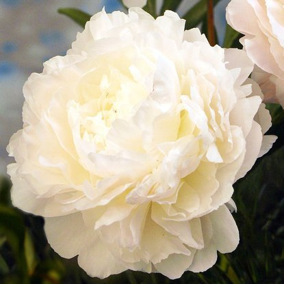 Pfingstrosen Päonie Ann Cousins 1 st.