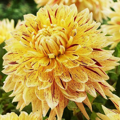 Dahlie Großblütige Cambridge 1 st.