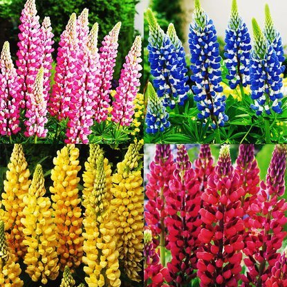  Lupinen-Set Farbige Lupine 4-tlg.