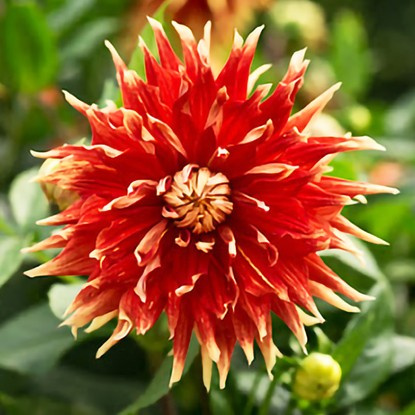 Dahlie Kaktus Autumn Sunburst 1 st.