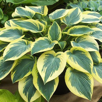 Funkie hosta Autumn Frost 1 st.