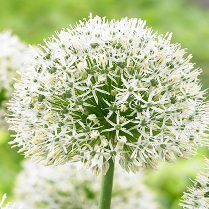 Allium Zierlauch Mount Everest 1 st.