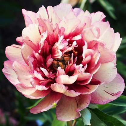 Pfingstrose ITOH Päonie Hillary 1 st.