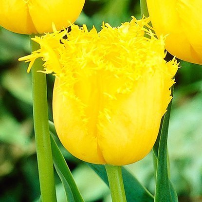 Crispa Tulpe Hamilton 5 st.