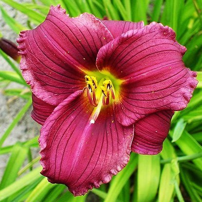 Taglilie Hemerocallis Grape Velvet 1 st.